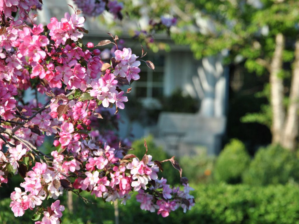 Apfelblüte und Blick zur Terrasse der Ferienwohnung Cottage No.8