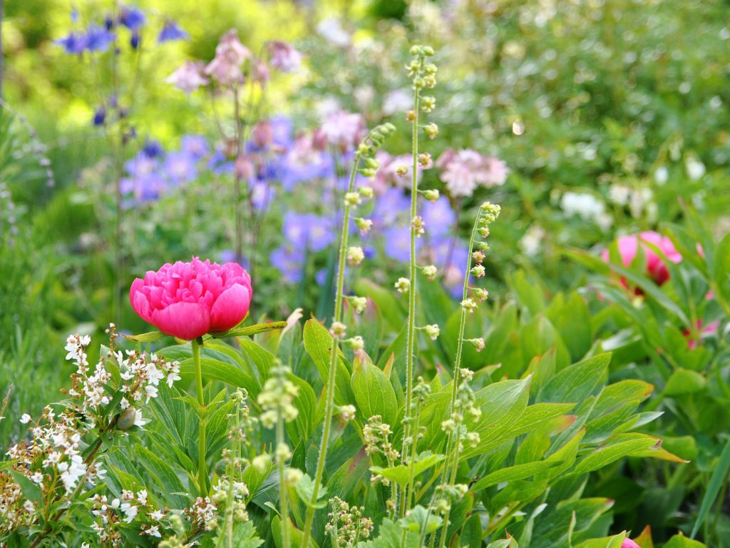 Bunte Blüten im Landhaus-Garten der Ferienwohnung Cottage No.8