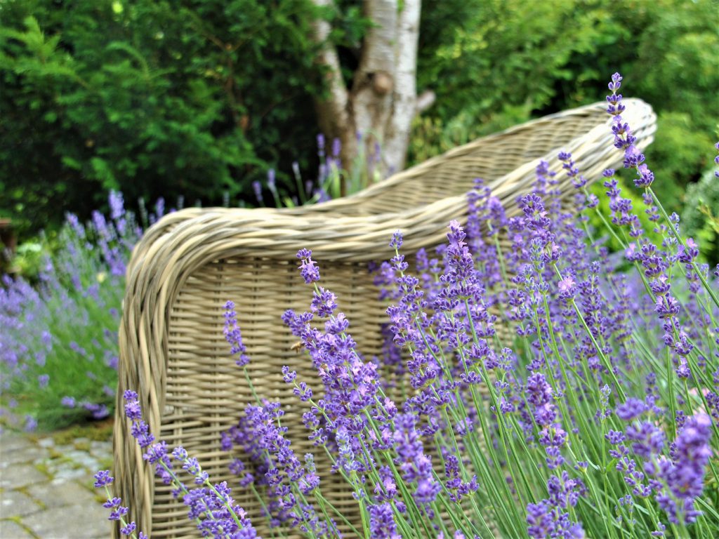Korbsessel und üppig blühender Lavendel im Cottage-Garten der Ferienwohnung