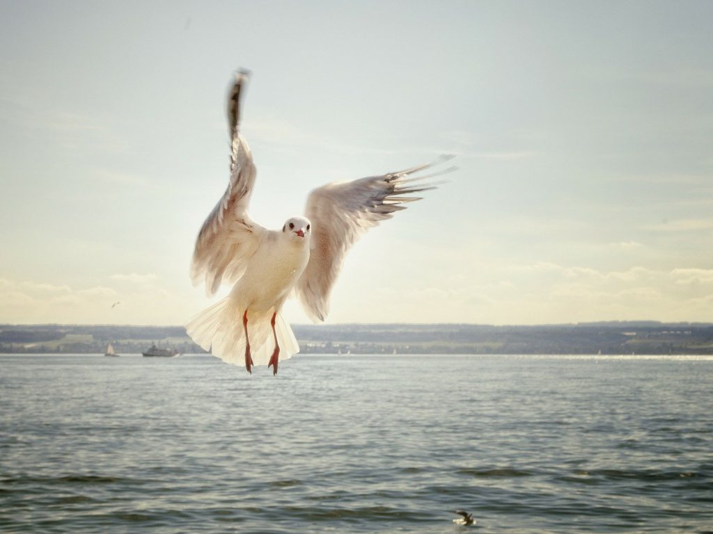 Fliegende Möwe am Bodensee