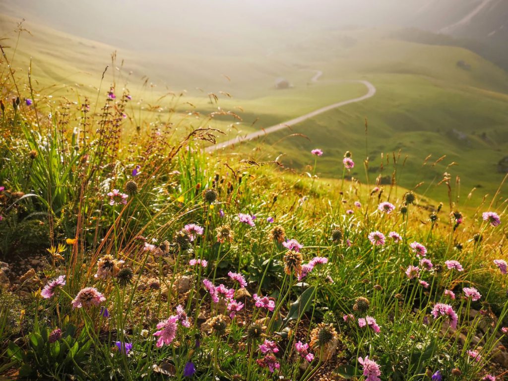 Blühende Allgäuer Bergwiese im Morgenlicht